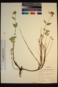 Monardella odoratissima image